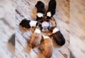 Beautiful border collies Puppies