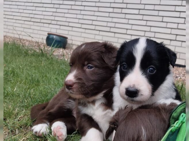 Beautiful border collies Puppies