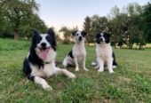 Beautiful border collies Puppies