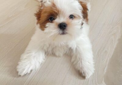 adorable shih tzu puppy for rehoming