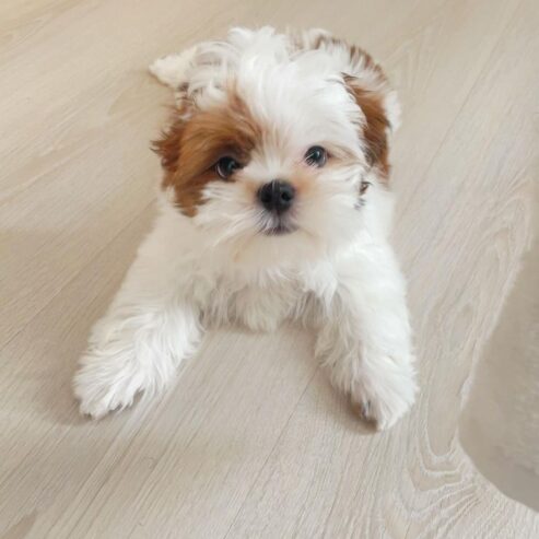 adorable shih tzu puppy for rehoming