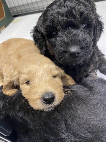 Stunning goldendoodle puppies for sale