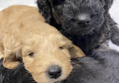 Goldendoodle puppies ready to go now