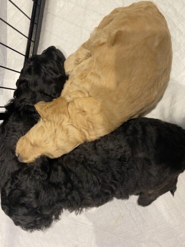 Amazing litter of goldendoodle puppies for sale