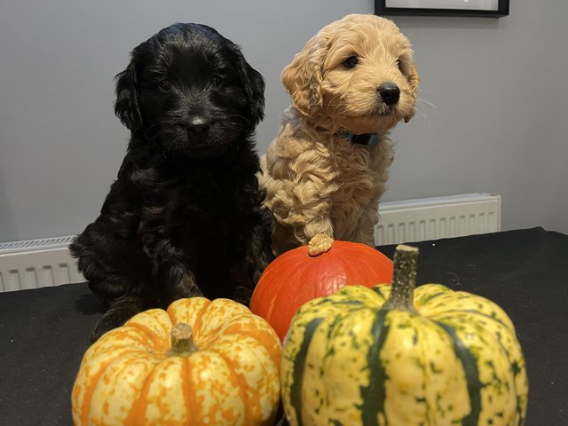 Lovely goldendoodle puppies for sale