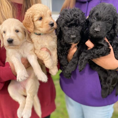 Amazing litter of goldendoodle puppies ready to go now