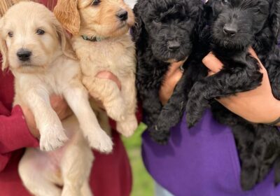 Adorable goldendoodle puppies for sale