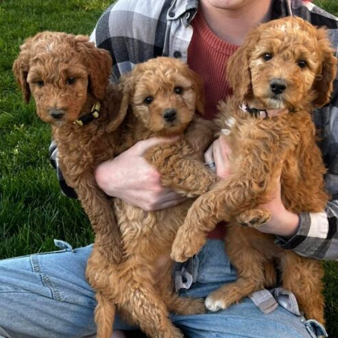 Gorgeous goldendoodle puppies for sale