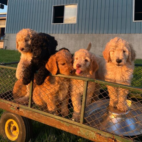 Lovely goldendoodle puppies for sale