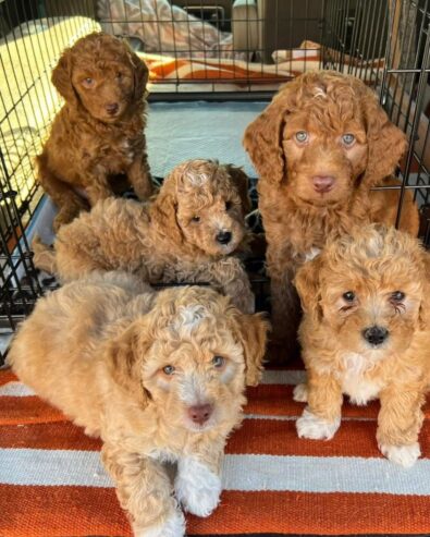 Lovely goldendoodle puppies ready to go now