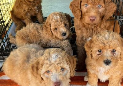 Lovely goldendoodle puppies ready to go now
