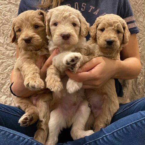 Outstanding goldendoodle puppies ready to go now