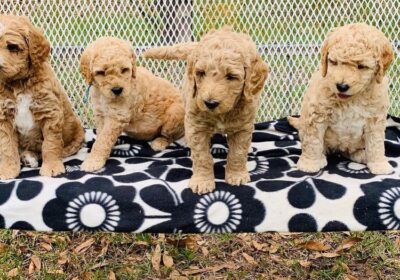 Stunning goldendoodle puppies ready to go now