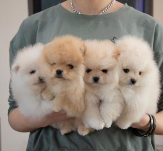 Beautiful Miniature Pomeranians